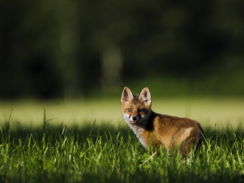 Foto di Detective della natura 