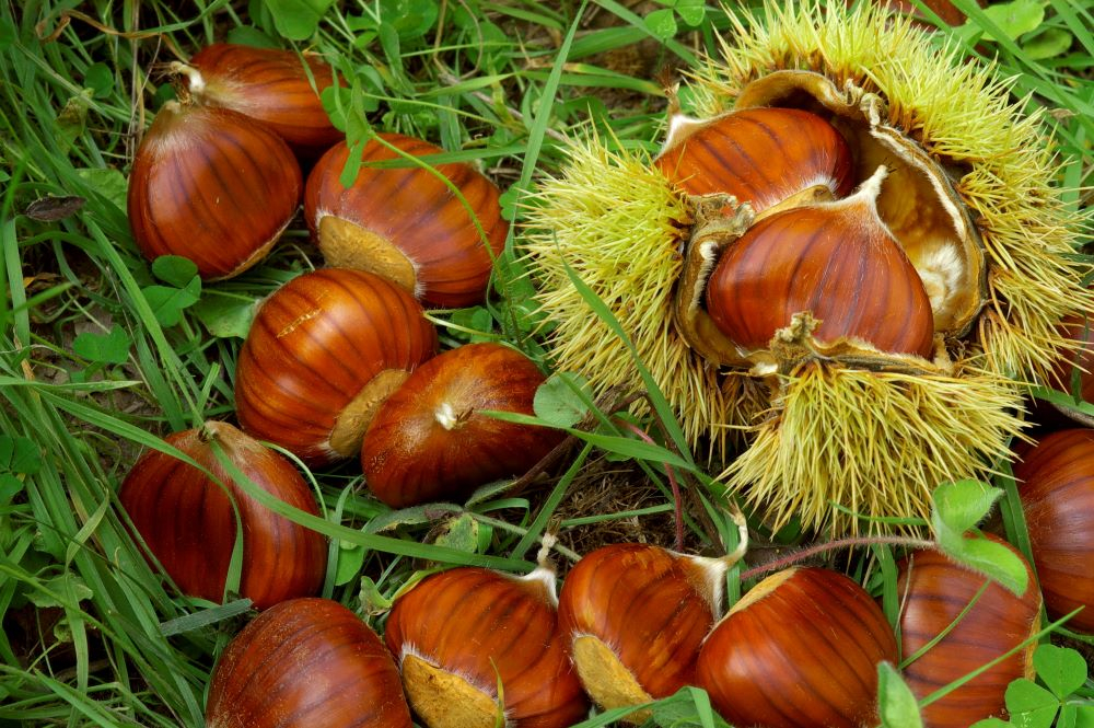 Castagne 