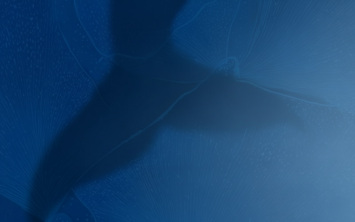 Coda di balena nel mare blu 