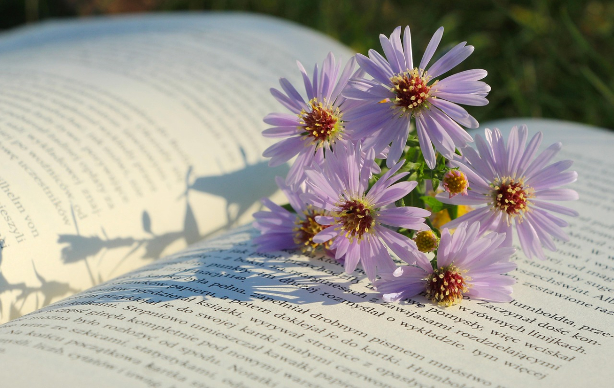 Un libro aperto con fiori lilla appoggiati sulle pagine alla luce del sole 
