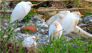 Tre aironi bianchi  tra rocce e vegetazione. 