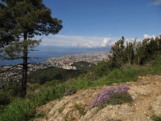 APPARIZIONE - PANORAMA  