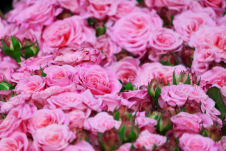 Un cespuglio di rose rosa 