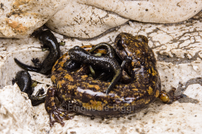 OCCHIO ALLA BIODIVERSITÀ. Proteggi gli Anfibi - EVENTO ANNULLATO