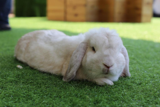 Amore a quattro zampe - Cosa significa crescere con un animale in famiglia