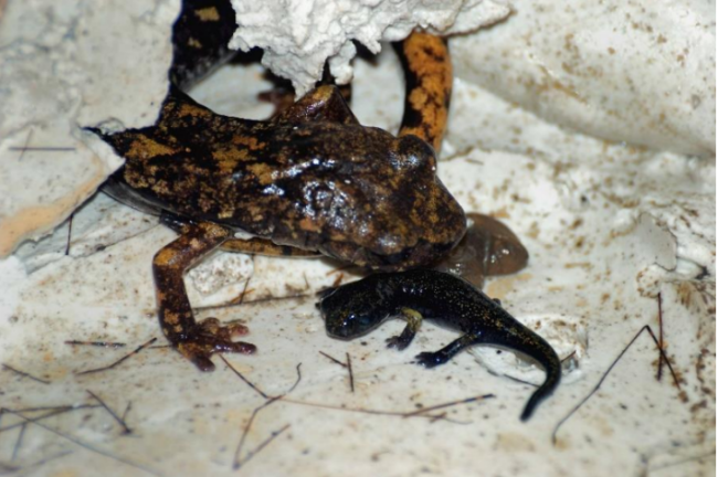 Incontro sull'Erpetofauna ligure al Museo Civico di Storia Naturale