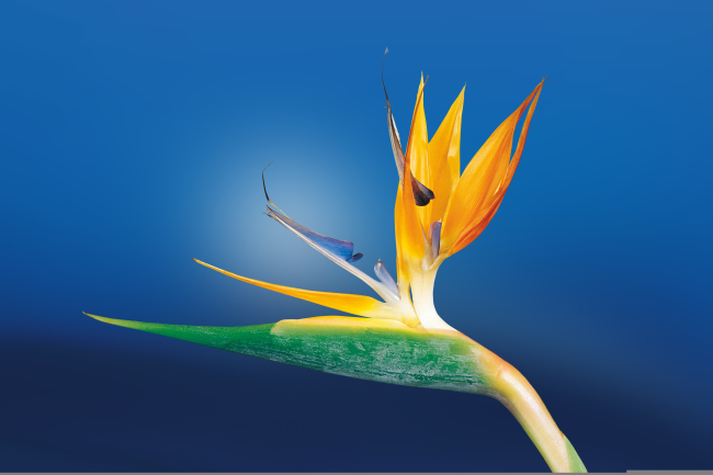 Conferenze "Amici dell'Orto Botanico"