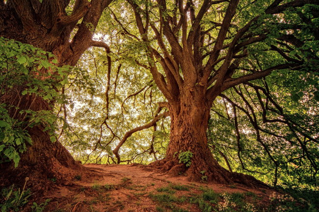 Gli alberi dei parchi di Nervi ci raccontano la loro storia - Giornata della Biodiversità
