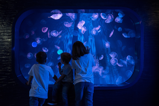 La mer de Gênes. De nombreuses opportunités de vivre une expérience dans le  bleu.