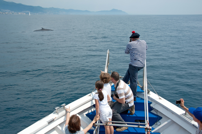 Swimming Cetacea - excursions en canot pneumatique 