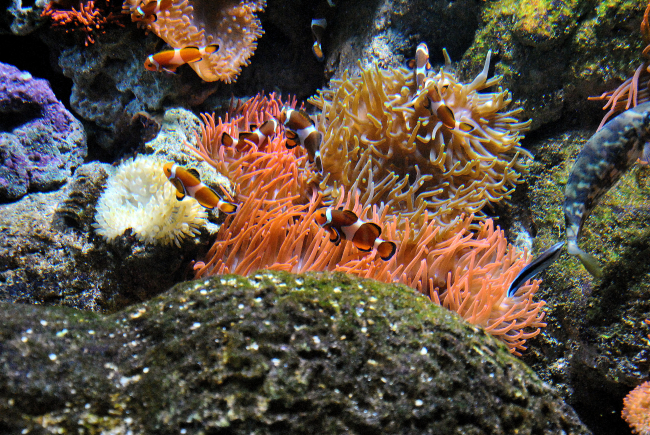 Il sorprendente contatto con la vita e i misteri del mare!