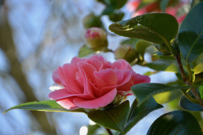 Scopri il Parco di Villa Durazzo Pallavicini
