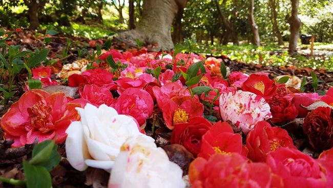 Scopri il Parco di Villa Durazzo Pallavicini