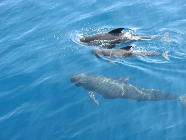 Genova dal mare ed Escursioni in Battello