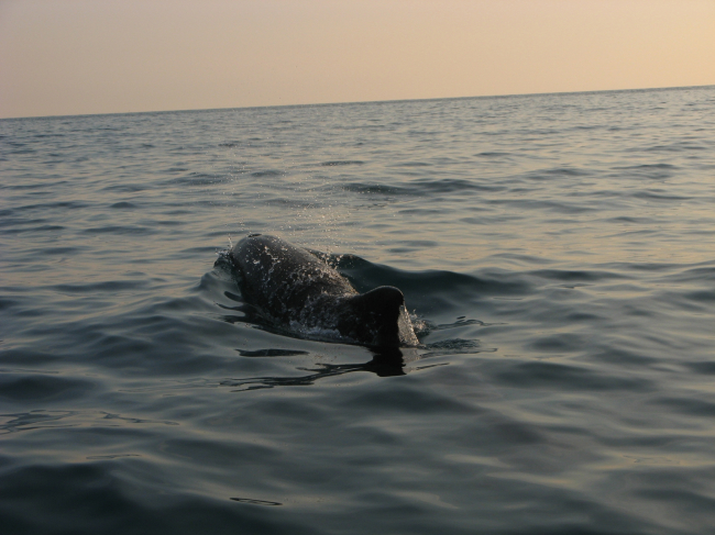 Genova dal mare ed Escursioni in Battello
