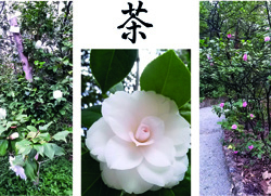 Le domeniche della camelia (Camellia's Sundays)