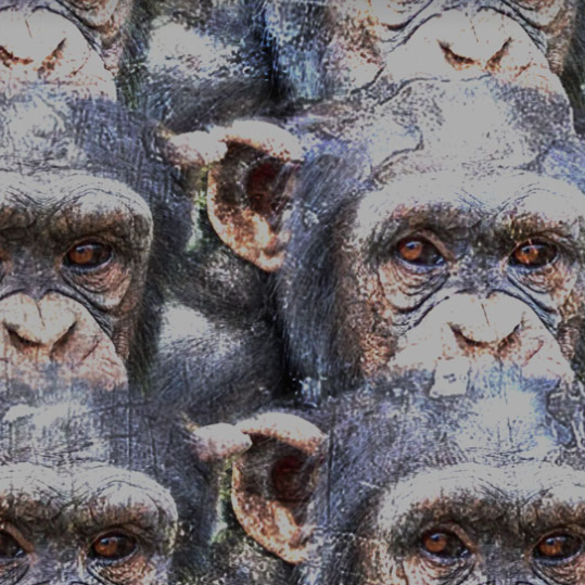 Il raduno delle scimmie, la prima mostra personale di Tiler