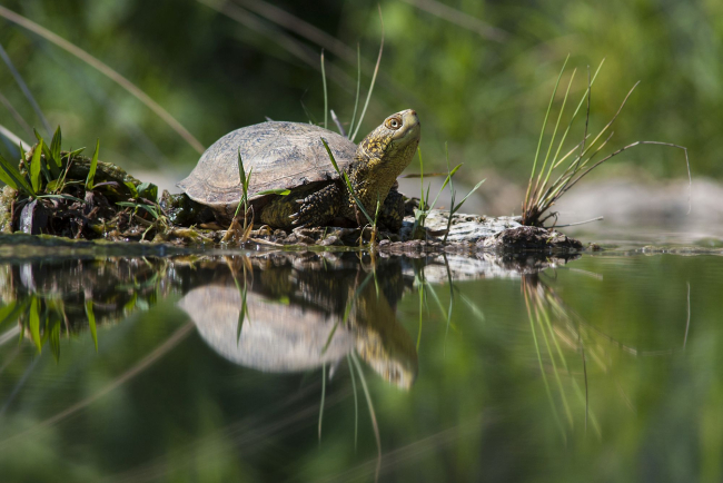 NOTTE - DSC_Life Urca proEmys ph Pino Piccardo (4) media def