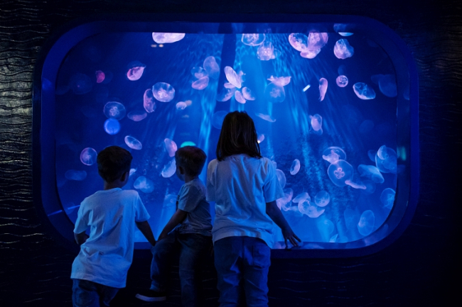 Acquario di Genova_meduse_DSC_2388