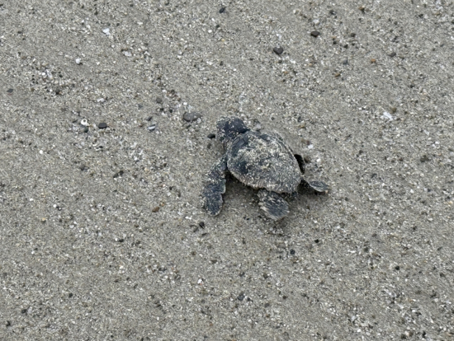 2025 nido Caretta caretta Arma Taggia