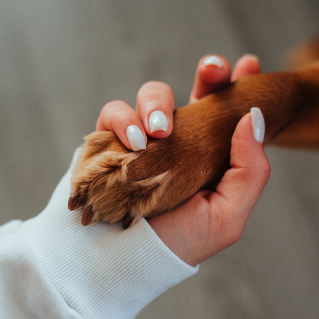 Una mano stringe la zampa di un cane