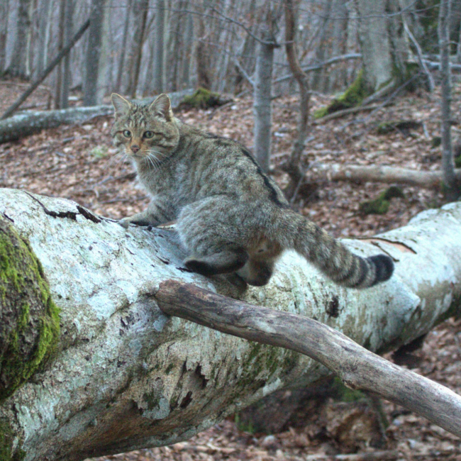 Il gatto dei boschi