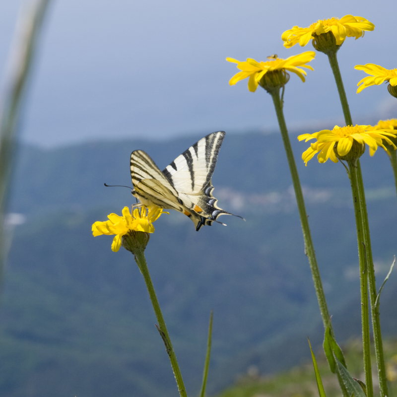 Arenzano e Cogoleto: la riviera del Beigua