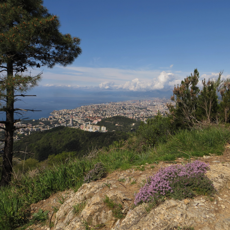 APPARIZIONE - PANORAMA 
