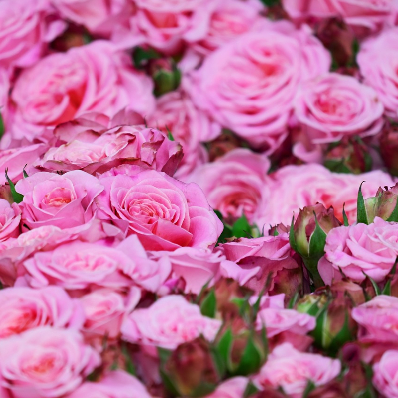 cespuglio di rose rosa